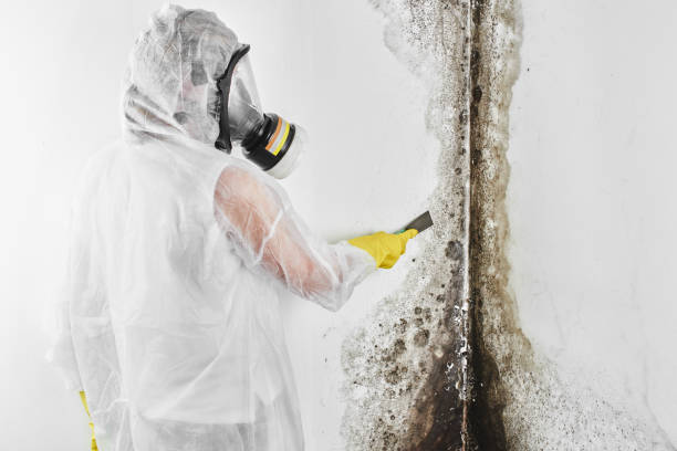 Home Mold Removal in Agoura Hills, CA