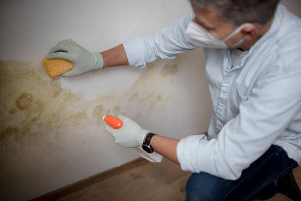 Mold Testing and Removal in Agoura Hills, CA