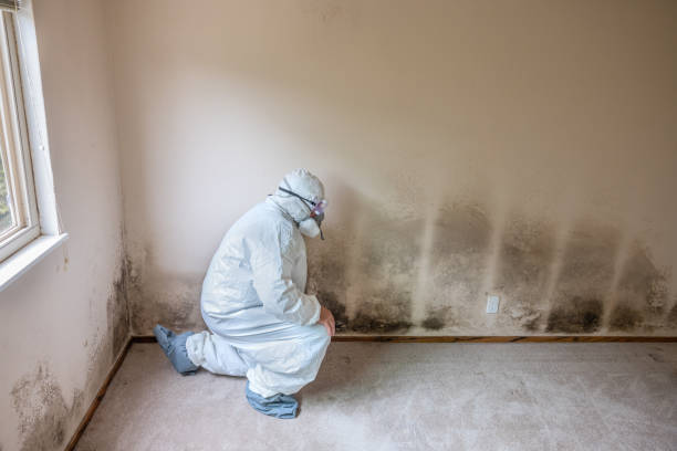 Mold Removal and Inspection in Agoura Hills, CA