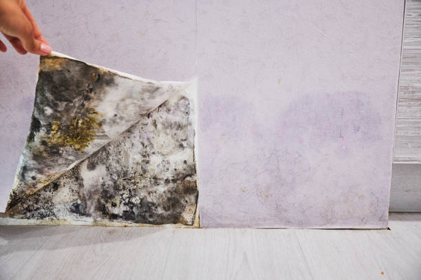 Best Residential Mold Removal  in Agoura Hills, CA